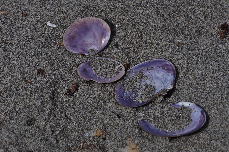 purple clam shells